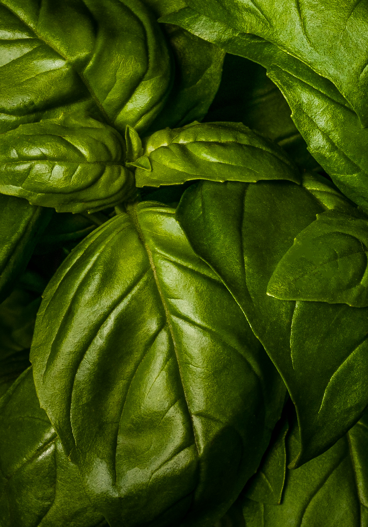 Photography – Basil Photography - Basil